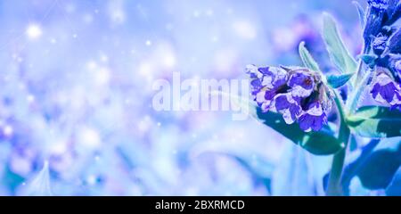 Selektiver Fokus. Sommer Hintergrund - Blaue Blumen Lungenkraut und große Bienenfliege (Bombylius Major) trinken floralen Nektar. Classic Blue Template für Design. Stockfoto