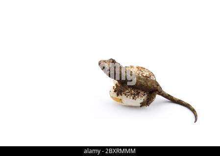 Die Bemoosten Neukaledonischen gecko auf weißem Hintergrund Stockfoto