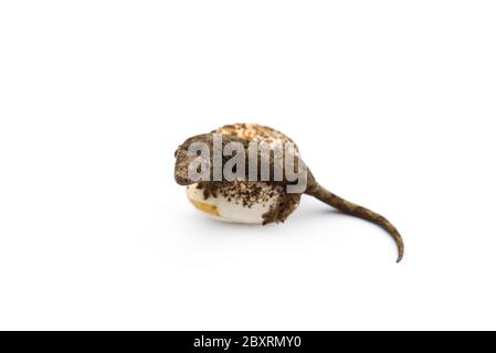 Die Bemoosten Neukaledonischen gecko auf weißem Hintergrund Stockfoto