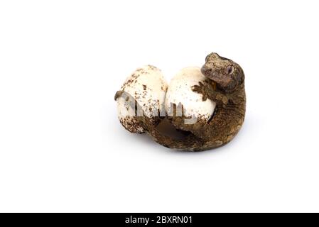 Die Bemoosten Neukaledonischen gecko auf weißem Hintergrund Stockfoto