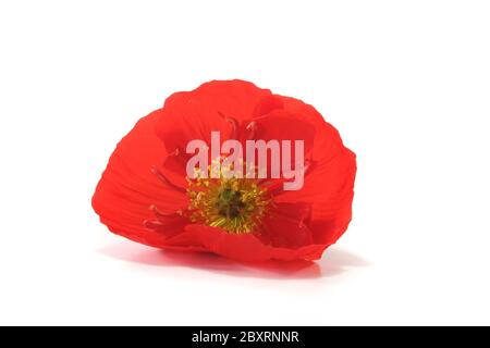 Island-Mohn Stockfoto