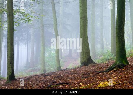 Neblige Bedingungen in Chevin Forest Park, Otley, West Yorkshire, schaffen Trennung zwischen den Bäumen an einem perfekt noch nebligen Herbstmorgen. Stockfoto