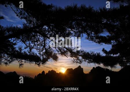 Berg Huangshan in der Provinz Anhui, China. Sonnenaufgang über Huangshan durch Kiefern in Silhouette betrachtet. Querformat. Stockfoto