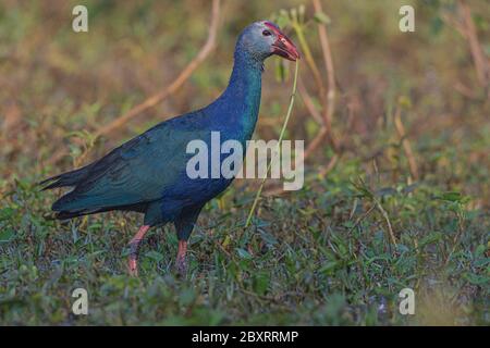 Graukopfswamphen (Porphyrio poliocephalus), der das Schilf sammelt. Stockfoto