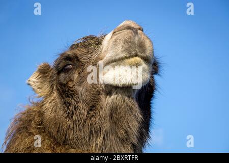Nahaufnahme eines isolierten Kamelkopfes aus Baktrien im Freien bei Wintersonne mit blauem Himmel im Hintergrund, West Midland Safari Park, Großbritannien. Stockfoto