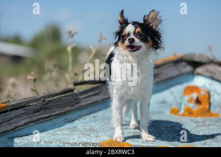chihuahua auf einem alten blauen Fischerboot in der Wildnis Stockfoto