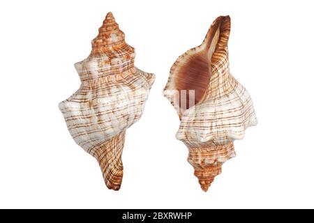 Zwei Conch-Schalen auf weißem Hintergrund mit Beschneidungspfad Stockfoto