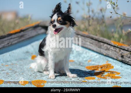 chihuahua auf einem alten blauen Fischerboot in der Wildnis Stockfoto