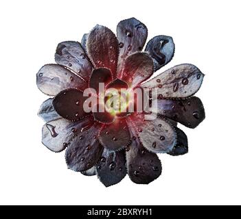 Baum aeonium schwarze Rosette mit Wassertropfen Stockfoto