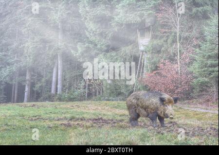 Im grauen Schleier des Morgennebels steht ein starkes Wildschwein vor der Kanzel des Jägers und hat die Wiese aufgeschüttelt. Stockfoto