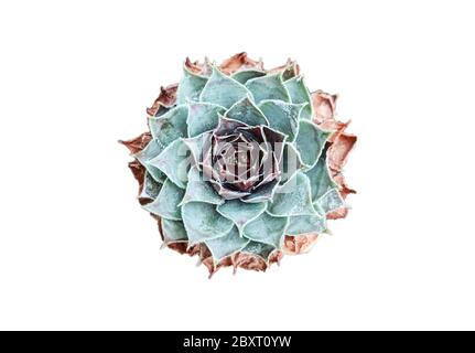 Blau-grüne und lila sempervivum saftige Rosette Stockfoto