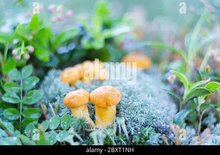 Kleine Pfifferlinge aus nächster Nähe. Essbare Pilze Cantharellus cibarius im Wald zwischen Moosen Stockfoto