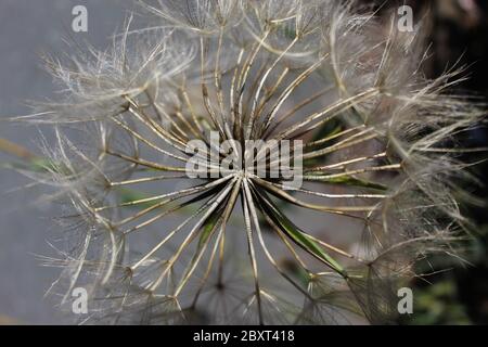 Makroansicht Blick in den riesigen Löwenzahn. Zeigt einzelne Samen mit Details der Stacheln auf jedem Samen. Stockfoto