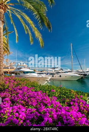 Puerto Portals Mallorca Marina blauer Himmel Palme Bougainvillea & Luxus-Motoryachten festgemacht Portals Nous Palma de Mallorca Balearen Spanien Stockfoto