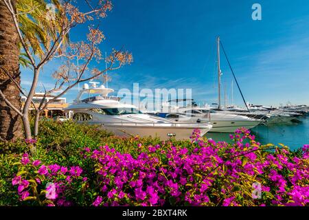 Jachthafen Puerto Portals mit Bougainvillea Portals Nous Luxus Motoryachten in den chic Puerto Portals Palma de Mallorca Balearen Spanien günstig Stockfoto