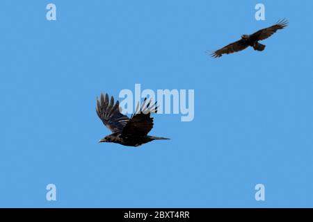 Zwei Aas Krähen (Corvus corone) im Flug gegen blauen Himmel Stockfoto