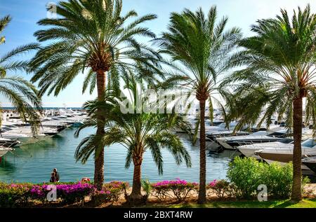 Puerto Portals Palmen säumen den Yachthafen mit luxuriösen Motoryachten, die in Puerto Portals Nous Palma de Mallorca auf den Balearen Spanien vertäut sind Stockfoto