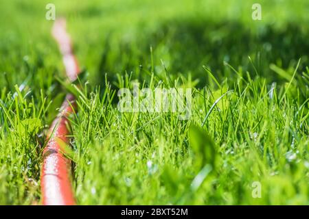 Garten. Orangenschlauch im Gras. Bewässerungsanlagen. Kopierraum Stockfoto