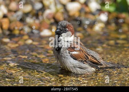 Haussperling (Passer domesticus) Männchen Baden im seichten Wasser von Bach / Bach Stockfoto