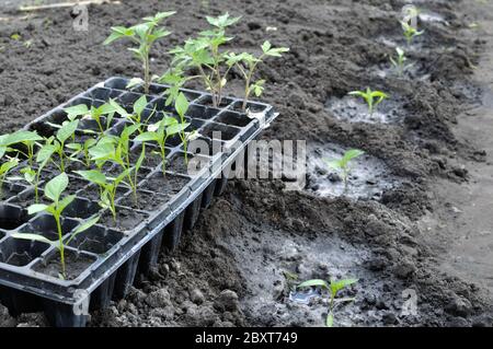 Reihe der frisch gepflanzten Pfefferkeimlinge und Kassette mit Keimlingen im Gemüsegarten Stockfoto