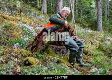 Ein Hunter sitzt mit seinem irischen Setter Pointer auf einem Baumstumpf an einem Berghang, umgeben von blühenden Lunaria rediviva Jagdhund liegt im gr Stockfoto