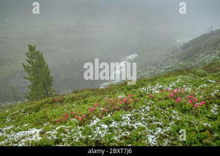 Wanderthema - eine Wiese voller Blumen und bedeckt mit etwas Schnee der Blick nach unten auf einen fließenden kalten Fluss im österreichischen Zillertal. Stockfoto