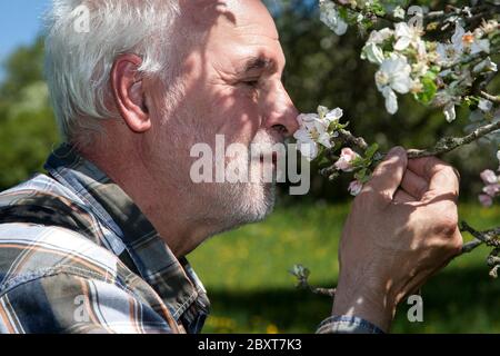 Älterer Bauer riecht an der Blüte seines Bio-Apfelbaums. Stockfoto