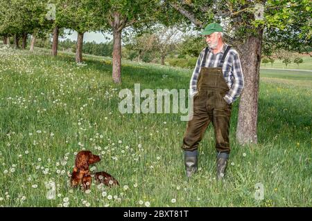 Harmonie, ein Bauer steht unter einem Apfelbaum und schaut liebevoll seinen Irish Setter Jagdhund an, der vor ihm auf der Wiese mit Löwenzahn liegt. Stockfoto