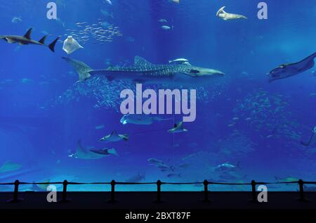 Aquarium mit Walhai in Okinawa Stockfoto