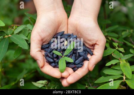 Frisch geerntete haskap Beeren in den Händen. (Geißblatt). Nahaufnahme. Stockfoto