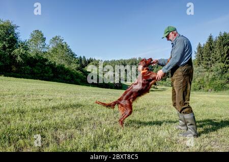 Ein Jäger spielt mit seinem jungen irischen Setter-Jagdhund auf der grünen Wiese in seinem Jagdgebiet. Stockfoto