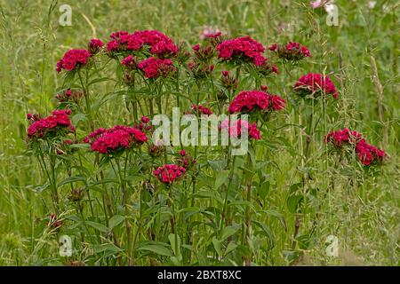 Gefleckte Hahnenkamm-Blüten in einem wilden Garten mit hohem Gras. Stockfoto