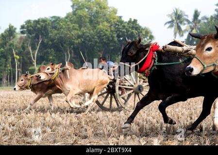 Kuhrasse ist ein gemeinsames und traditionelles Spiel in Bangladesch, wo eine große Anzahl von Menschen genießen und versammelt. Stockfoto