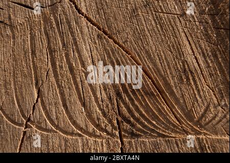 Schneidet silberne Birke mit ausgetrockneten, gewürzten Holzstücken und Original-Sägemarken in Schnittholz mit rauer Textur Stockfoto