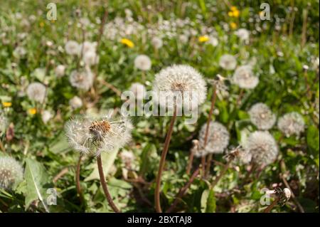 Selbst gesät Masse von kriechenden Butterblumen, Gänseblümchen, Löwenzahn Blüten in ungeschnittenen Rasen Gras mit vielen Sämerköpfen bereit für die Windausbreitung Stockfoto