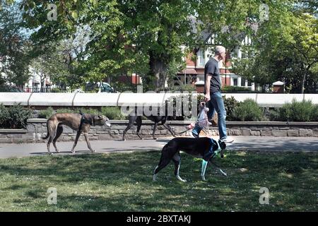 Hunde, die während der Sperrung der Coronavirus-Pandemie in Cardiff, Wales, Großbritannien, zwei Meter voneinander entfernt im Park bleiben Stockfoto