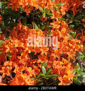 Blühende orange Rhododenzon im Frühjahr Stockfoto