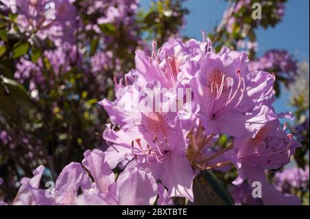 Nicht-einheimische invasive Arten in Grobritannien, Strauch, Killer der  Landschaft Rhododendron ponticum, verantwortlich fr die Zerstrung vieler  heimischer Lebensrume Stockfotografie - Alamy