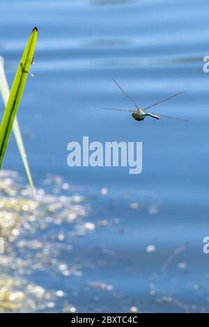 Männliche Kaiserdragonfly (Anax Imperator) fliegt über Wasser Stockfoto