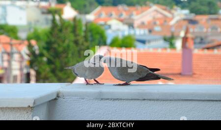 Ein paar Tauben küssen sich auf dem Balkon. Vor dem Hintergrund der alten türkischen Stadt Stockfoto