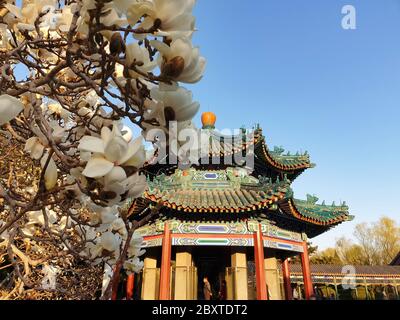 Peking / China : blühender Magnolienbaum in einem Park in der Nähe der Verbotenen Stadt in Peking. Erstes Zeichen des Frühlings. Chinesische Stil Pagode in der Stockfoto