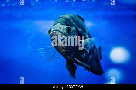 Blau-graue Fische, die sich im Aquarium durch das Wasser bewegen Stockfoto