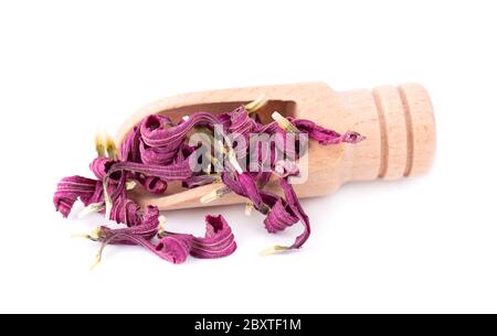 Getrocknete Echinacea Blüten auf Holzlöffel, isoliert auf weißem Hintergrund. Blütenblätter von Echinacea purpurea. Heilkräuter. Stockfoto