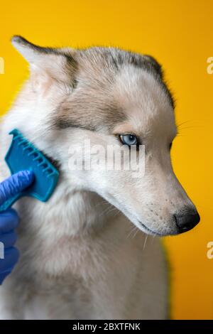 Bürsten Pelz Kamm in Hunderasse Siberian Husky isoliert auf orangenen Hintergrund. Pflege für einen grauen Hauswolf mit blauen Augen. Stockfoto