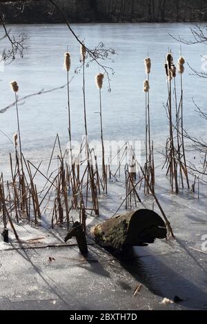 Reed im Eis als Gegenschuss Stockfoto