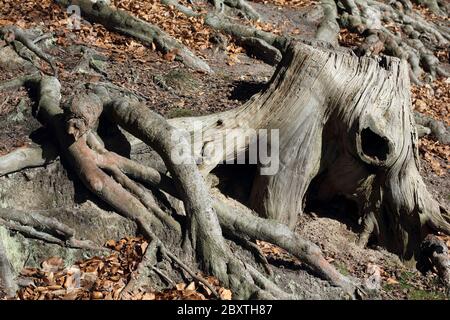 Stub und Wurzeln der Buche am Hang Stockfoto