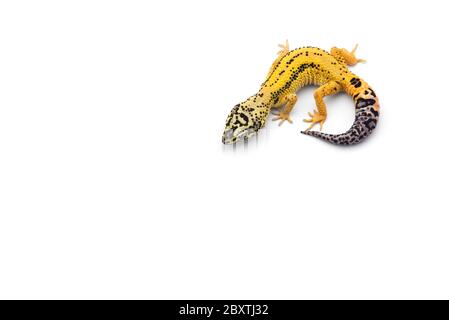 Die gemeinsame Leopard gecko auf weißem Hintergrund Stockfoto