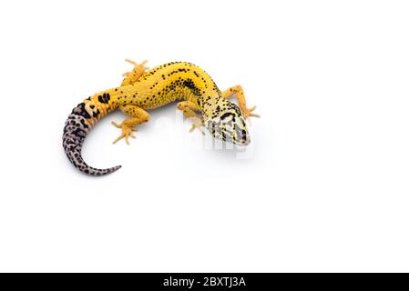 Die gemeinsame Leopard gecko auf weißem Hintergrund Stockfoto