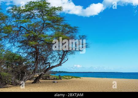 Blick auf Big Beach mit Sand und Bäumen auf der Hawaii Insel Maui. Stockfoto