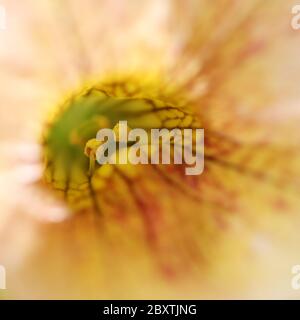 Millionen Glocken Blumen Makro Stockfoto